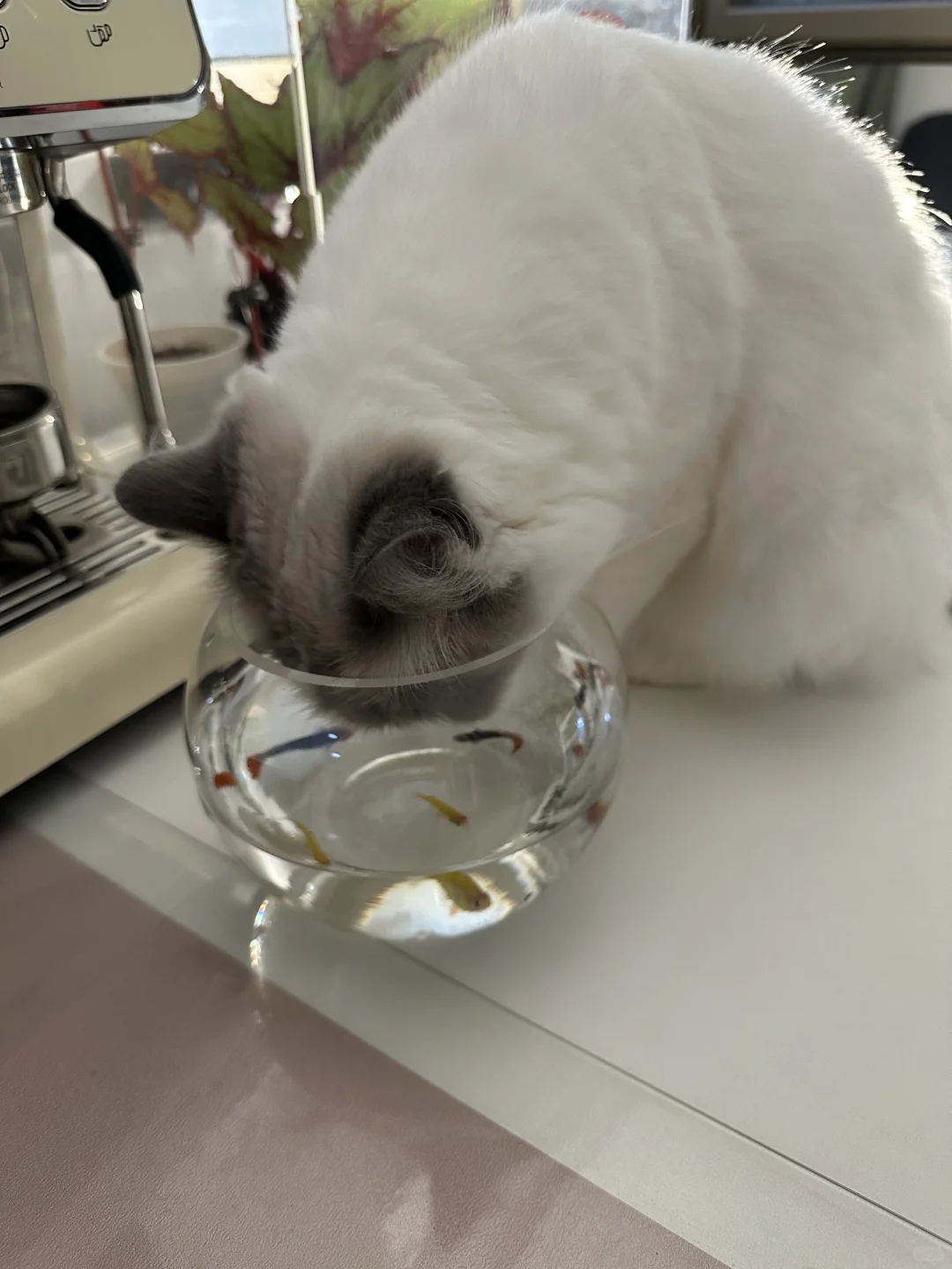 上周买的四条金鱼，只剩下一条了🐟