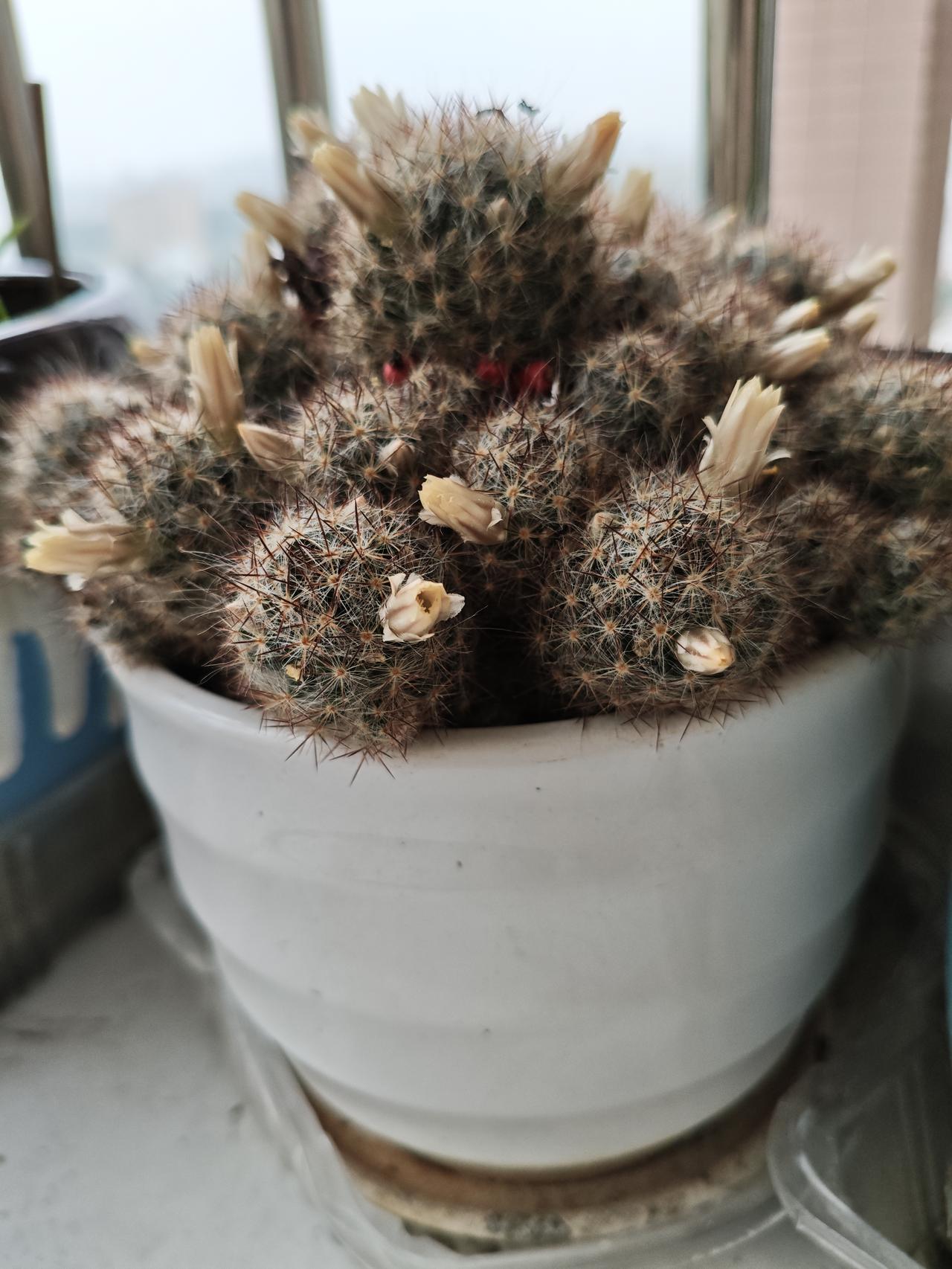 你家种的仙人掌也开花了吗?我家种的仙人球开花了，还结果了，黄色的花儿，红色的果子