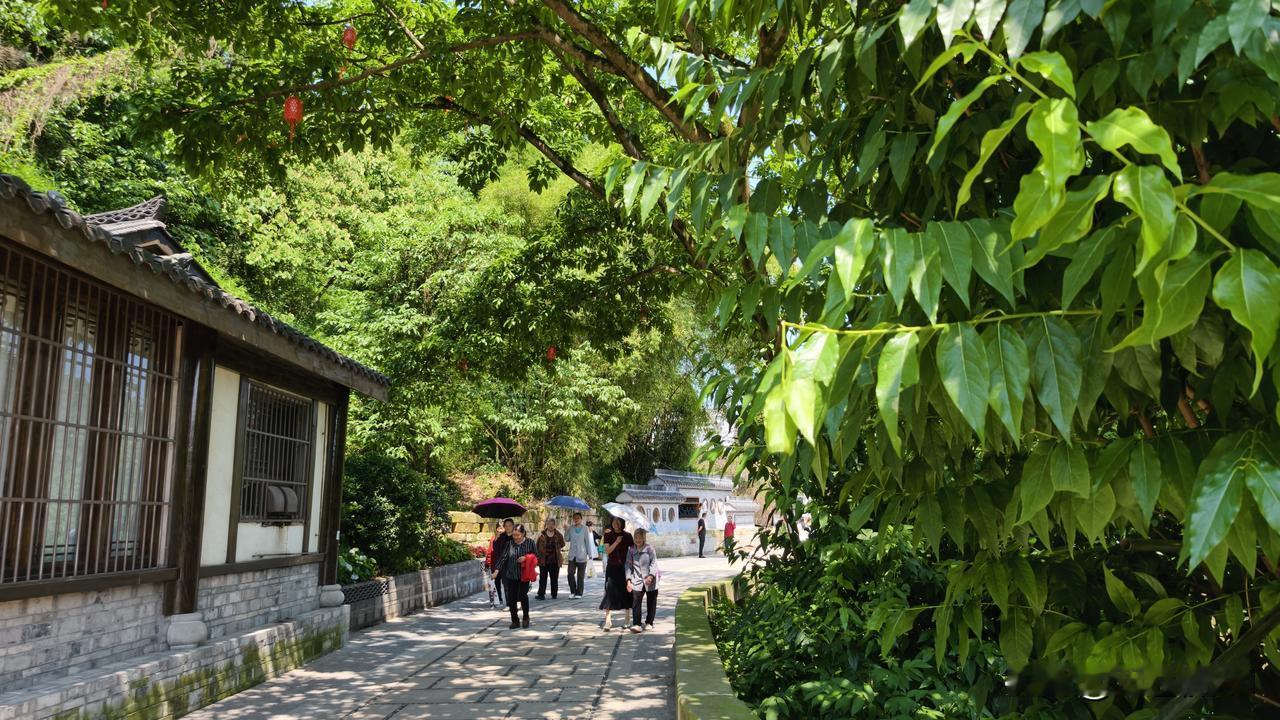 黄葛树（五通桥.宝庆街）
五通桥.宝庆街.是原工农街，近几年当地政府，投资打造把