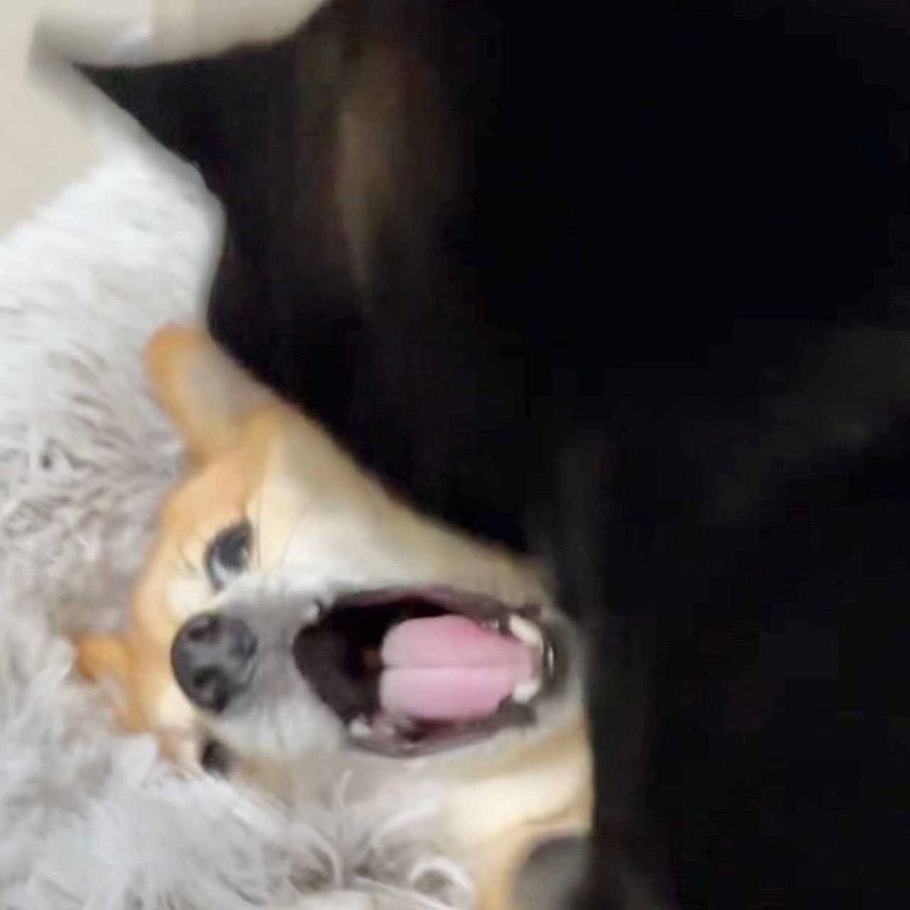 通知通知📢📢📢老鹌鹑活了活了！欢迎大家去骚扰他