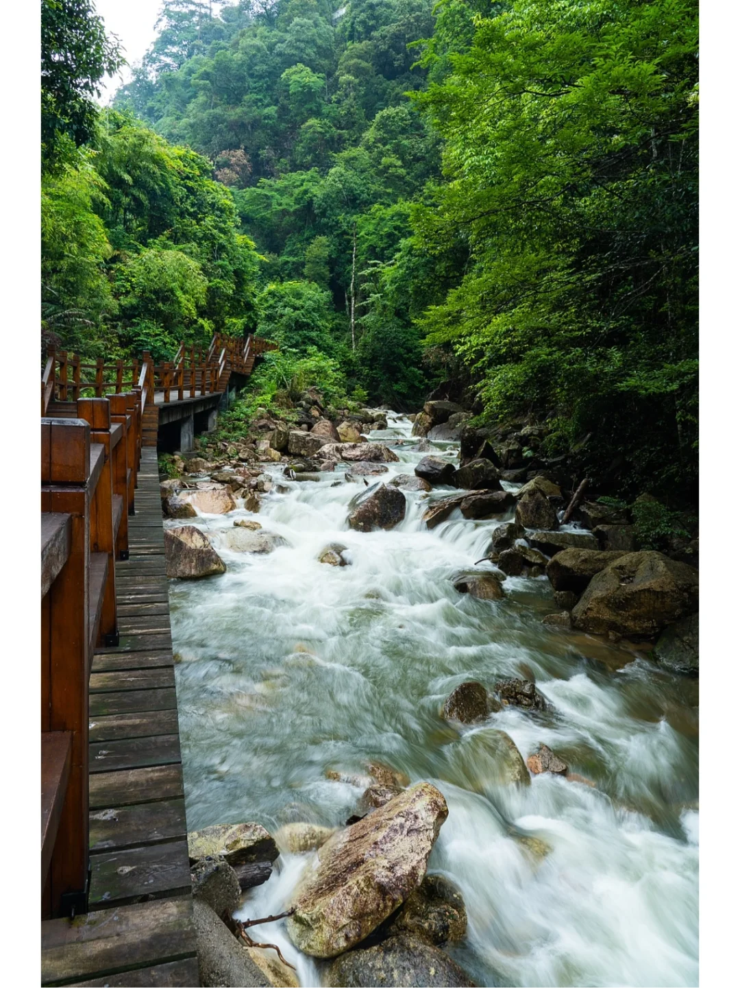 国庆出游：探秘湖南最美森林，南岭植物王国