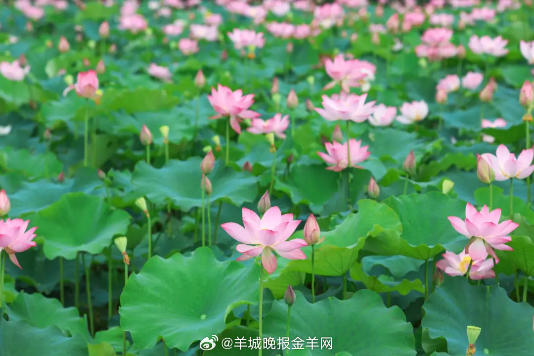 #晚安#做任何自己喜欢的事，都不算蹉跎光阴，自有别样价值。 