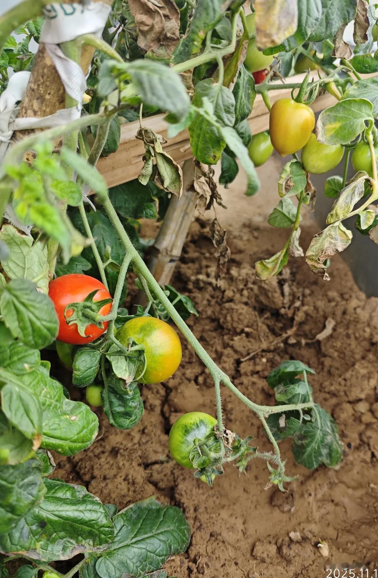 冬天的寒霜降临，
小番茄们在冷风中显得格外娇小。

上午吃完饭，
我坐在阳台，