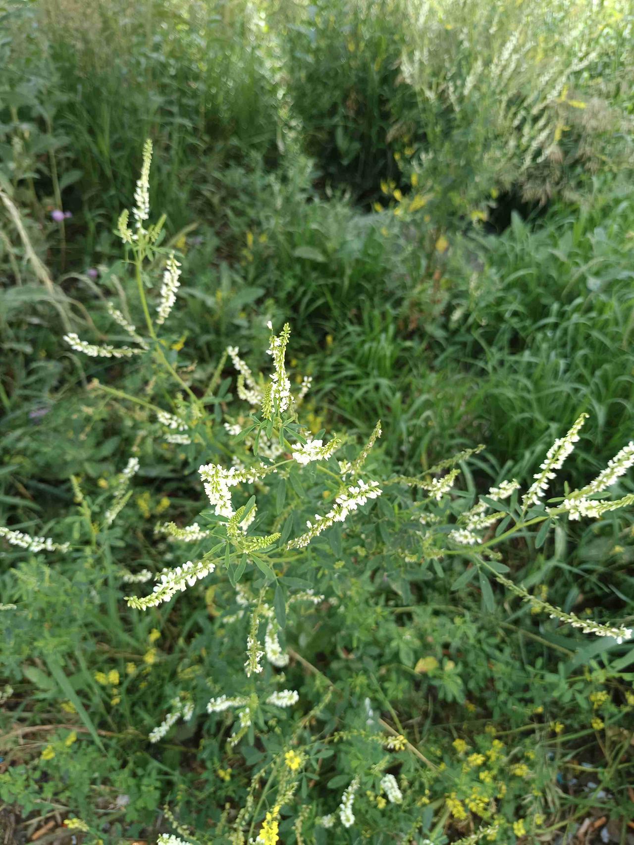 辟汗草
锡林郭勒大草原上，白花草木樨。别名：在民间常被称为“辟汗草”、“野苜蓿”