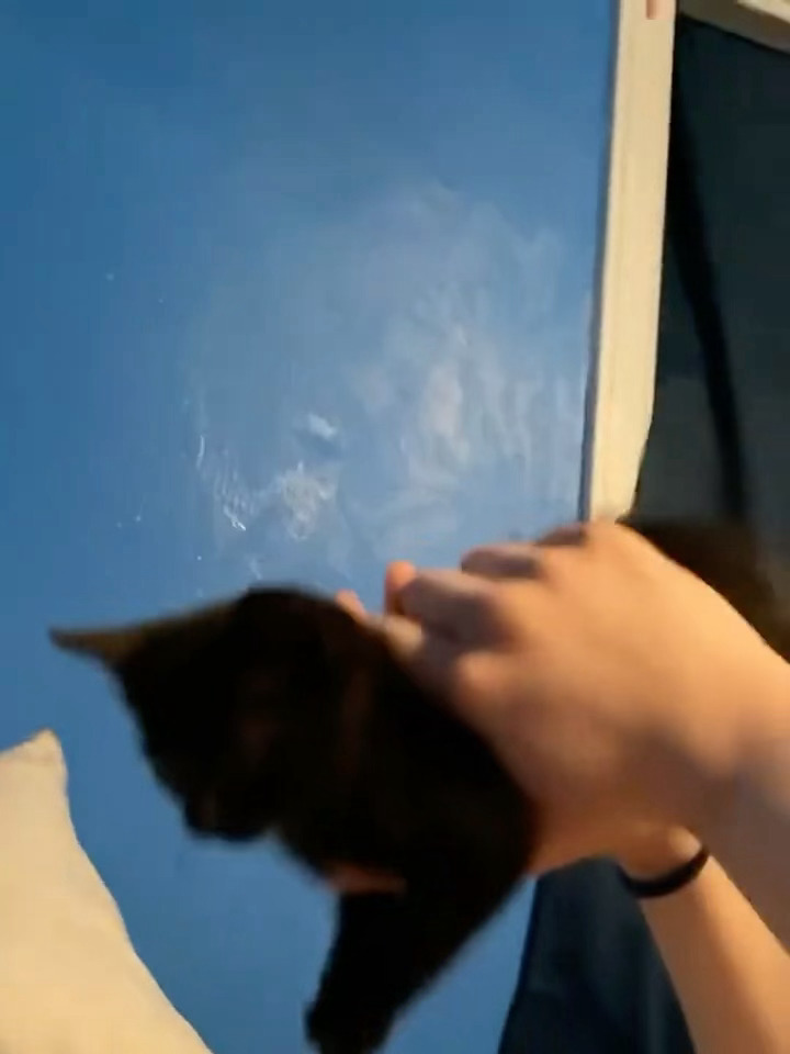 一只会打招呼的小猫   超有礼貌 