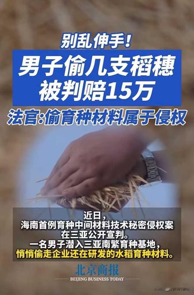 海南三亚，男子王某偷偷翻越护栏、溜进田里摘了几支稻穗，没想到直接被起诉了，今年5