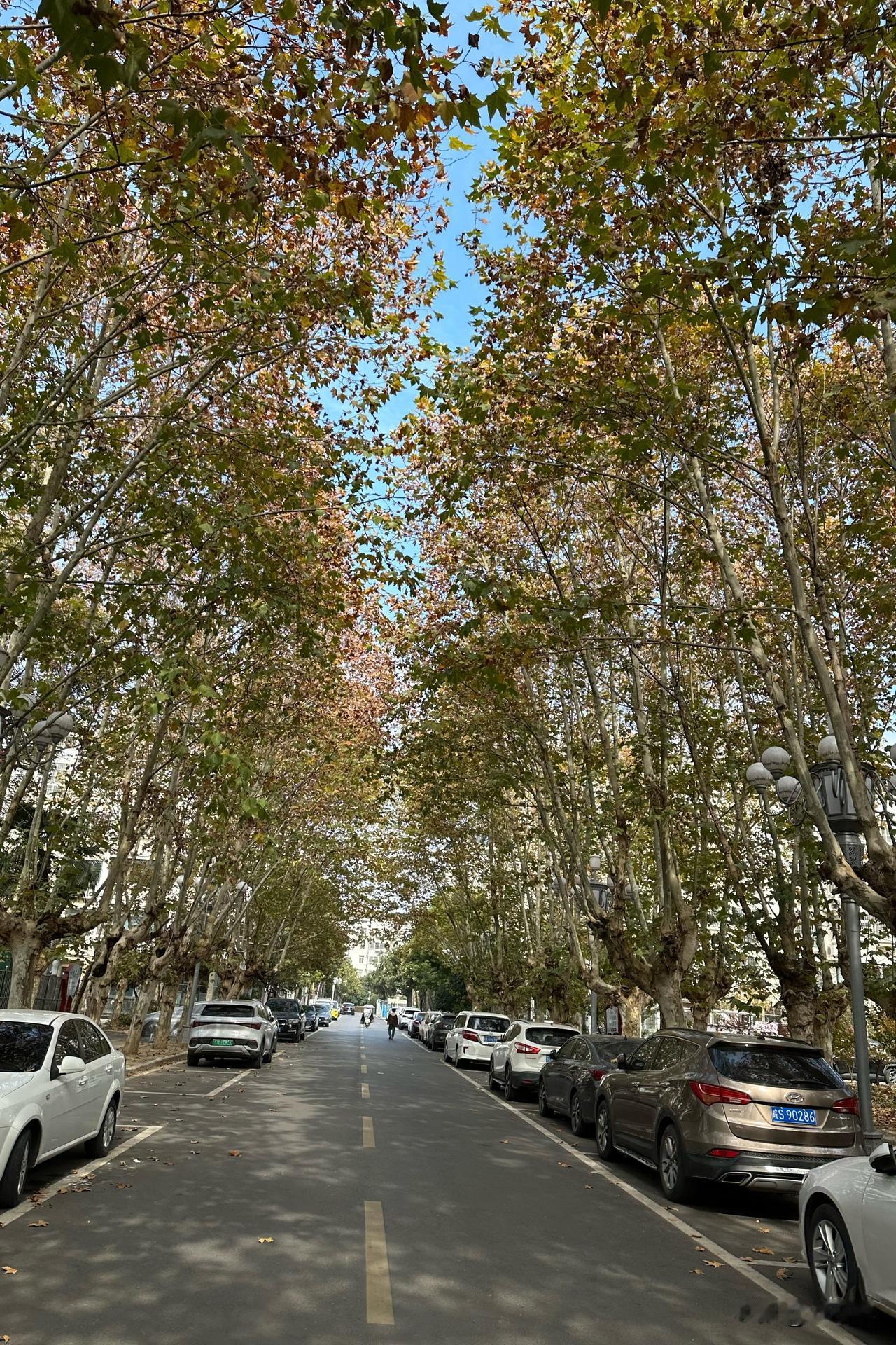 这两天头条“生意”欠佳，连续收益未突破三位数，新增粉丝在95 - 99之间徘徊。