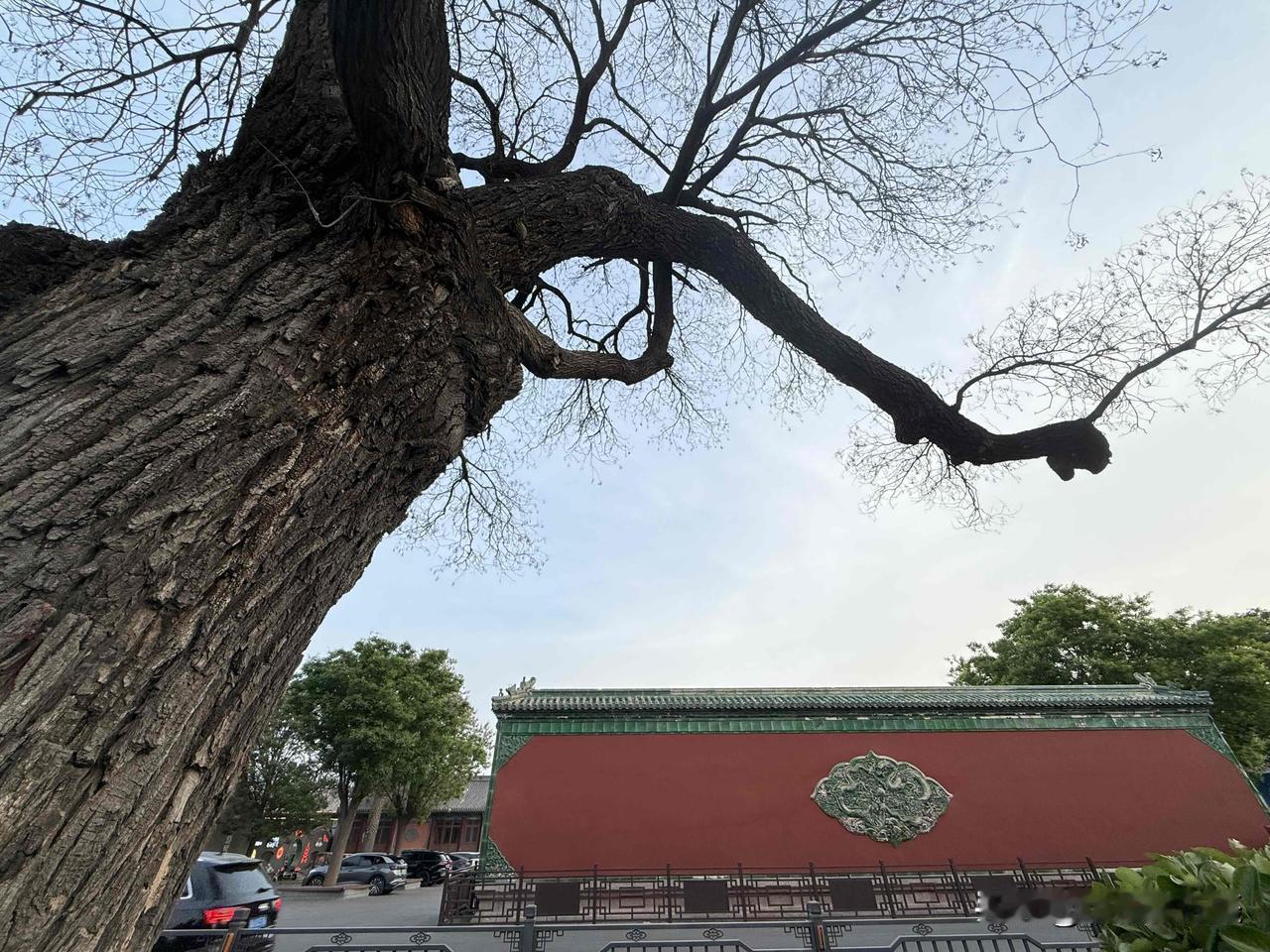 发现没有，正定大佛寺门口这棵古槐看样子已经病入膏肓了，与周围其它生长茂盛的树木形