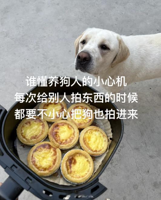 养宠人的小心机be like[求关注] ​​​