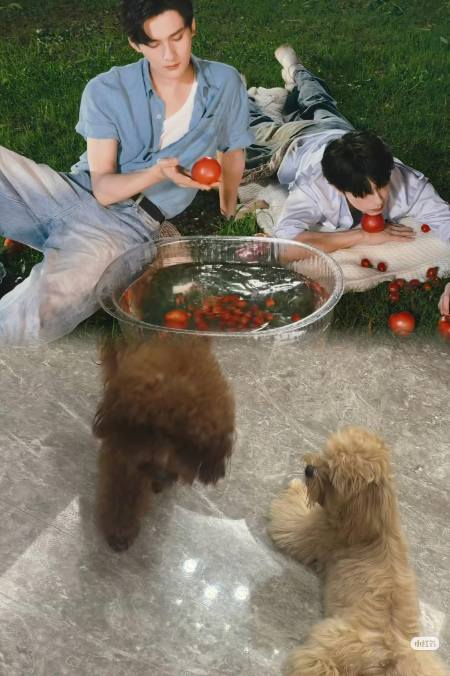 一家四狗 ​​​