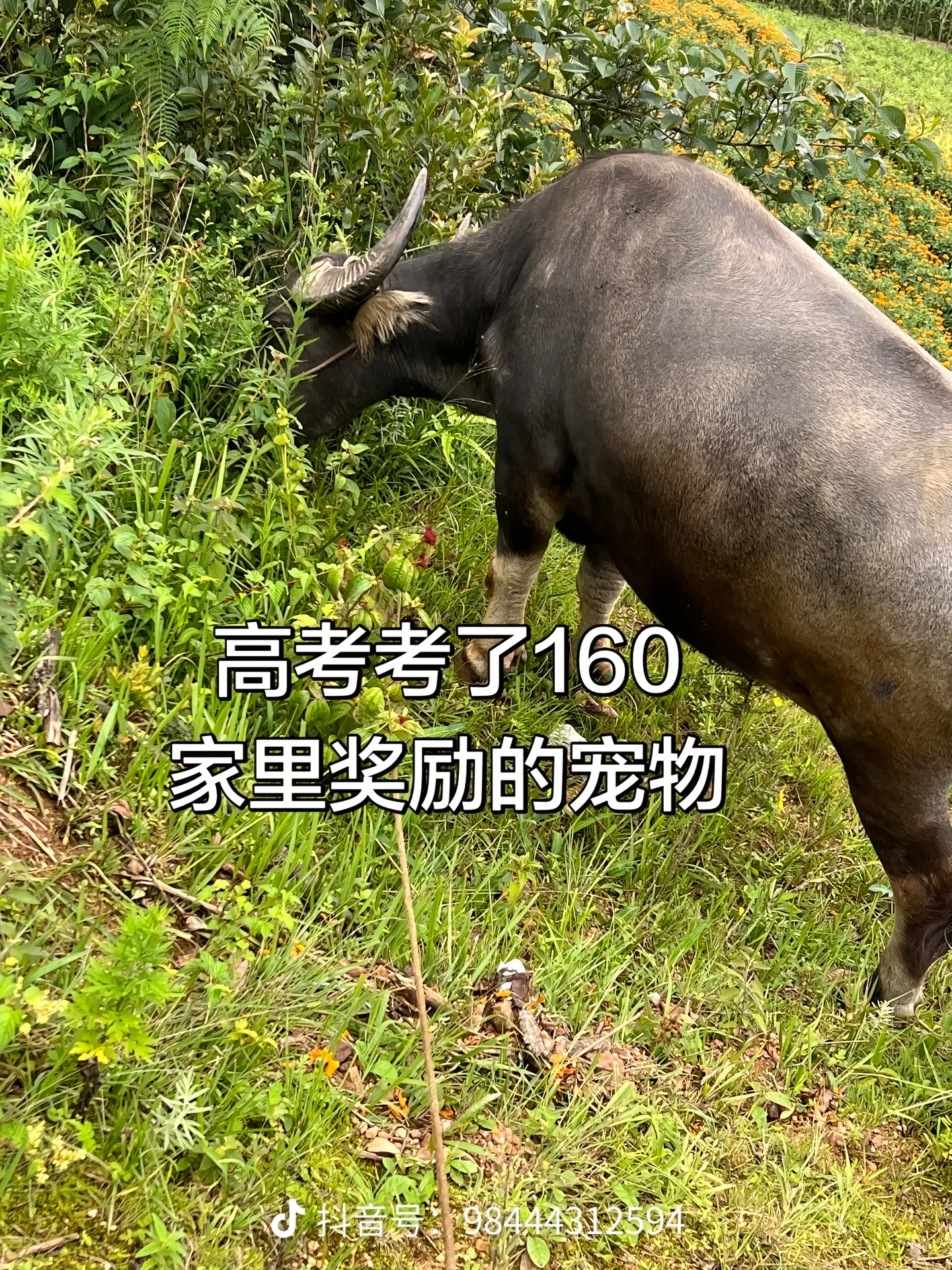 高考考了160，家里奖励的宠物
