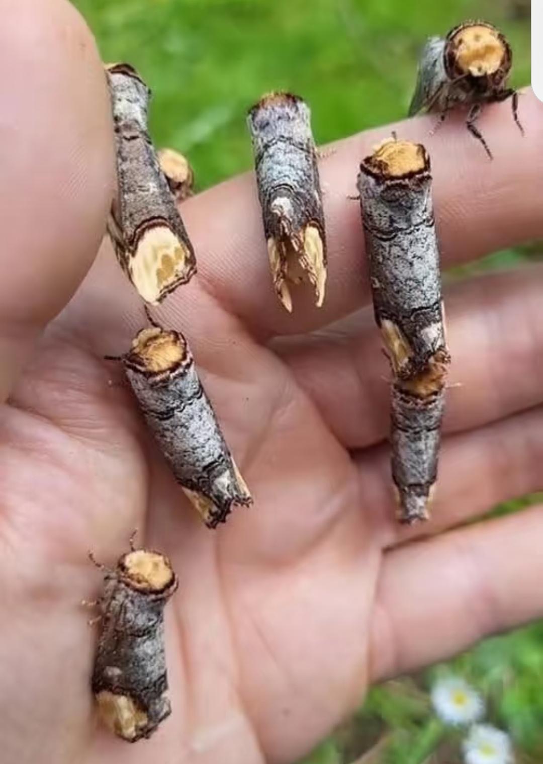 看着像一截一截的断枝，结果居然是飞蛾，真是太令人意外了！