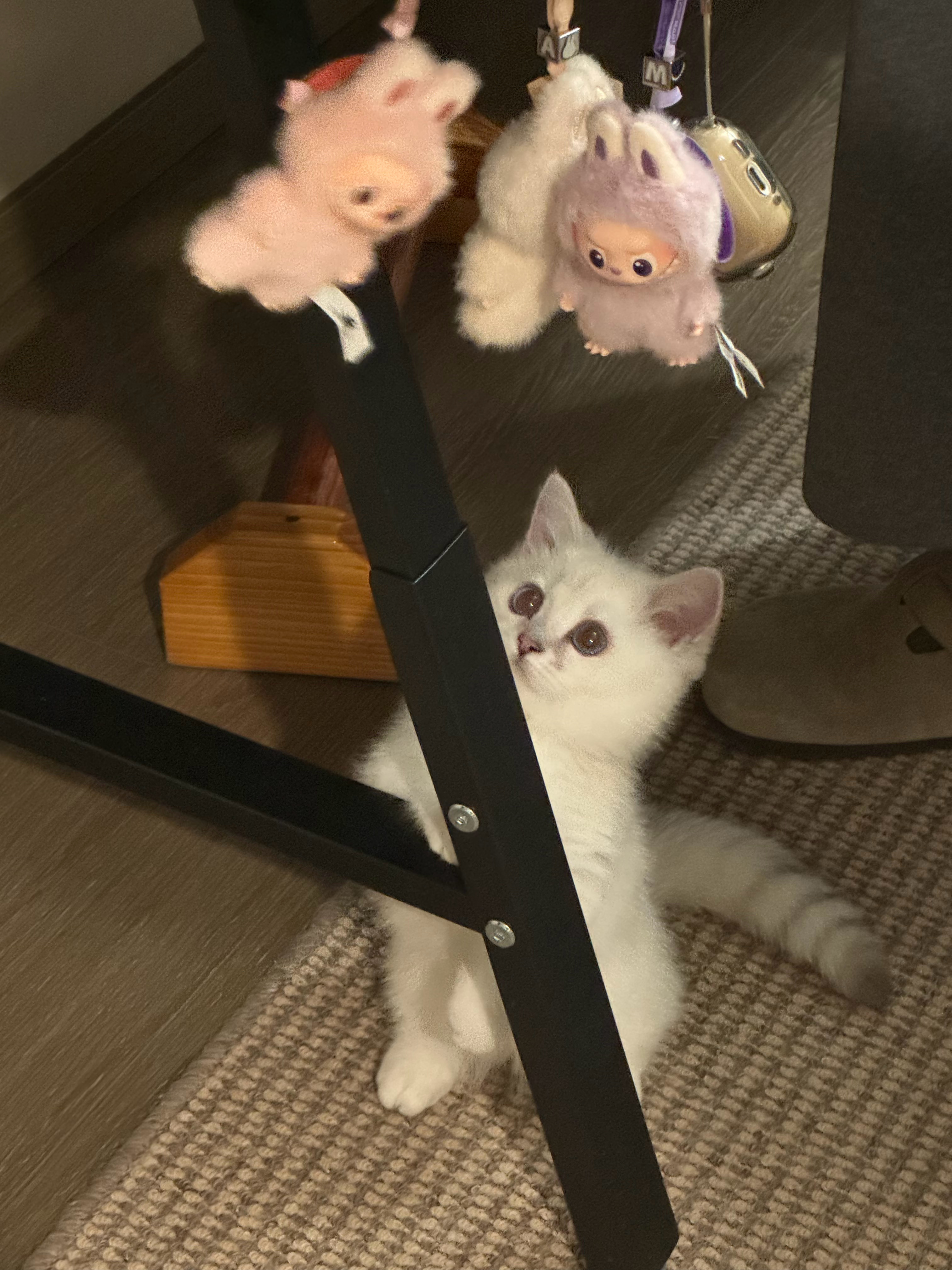 相册全是小猫了 