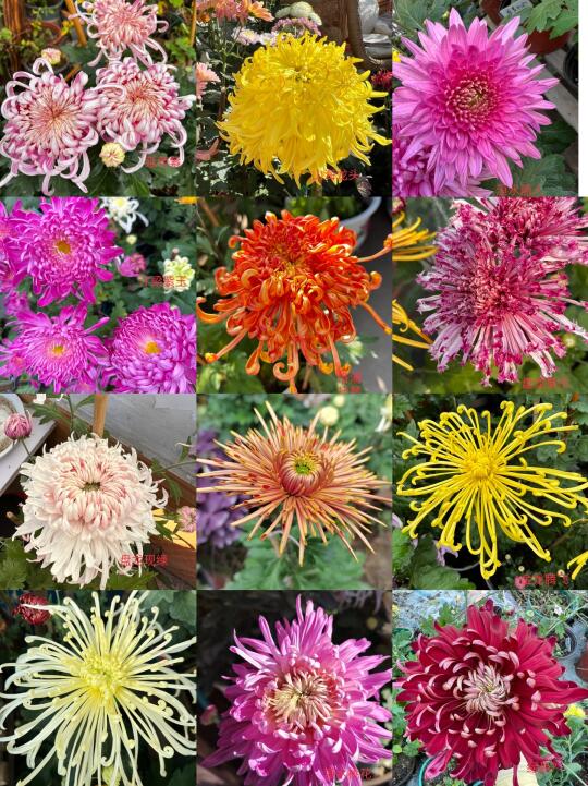 最后一次福利组合：12大花菊+6切花菊