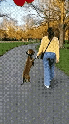 狗子差一点驾球西去～👀