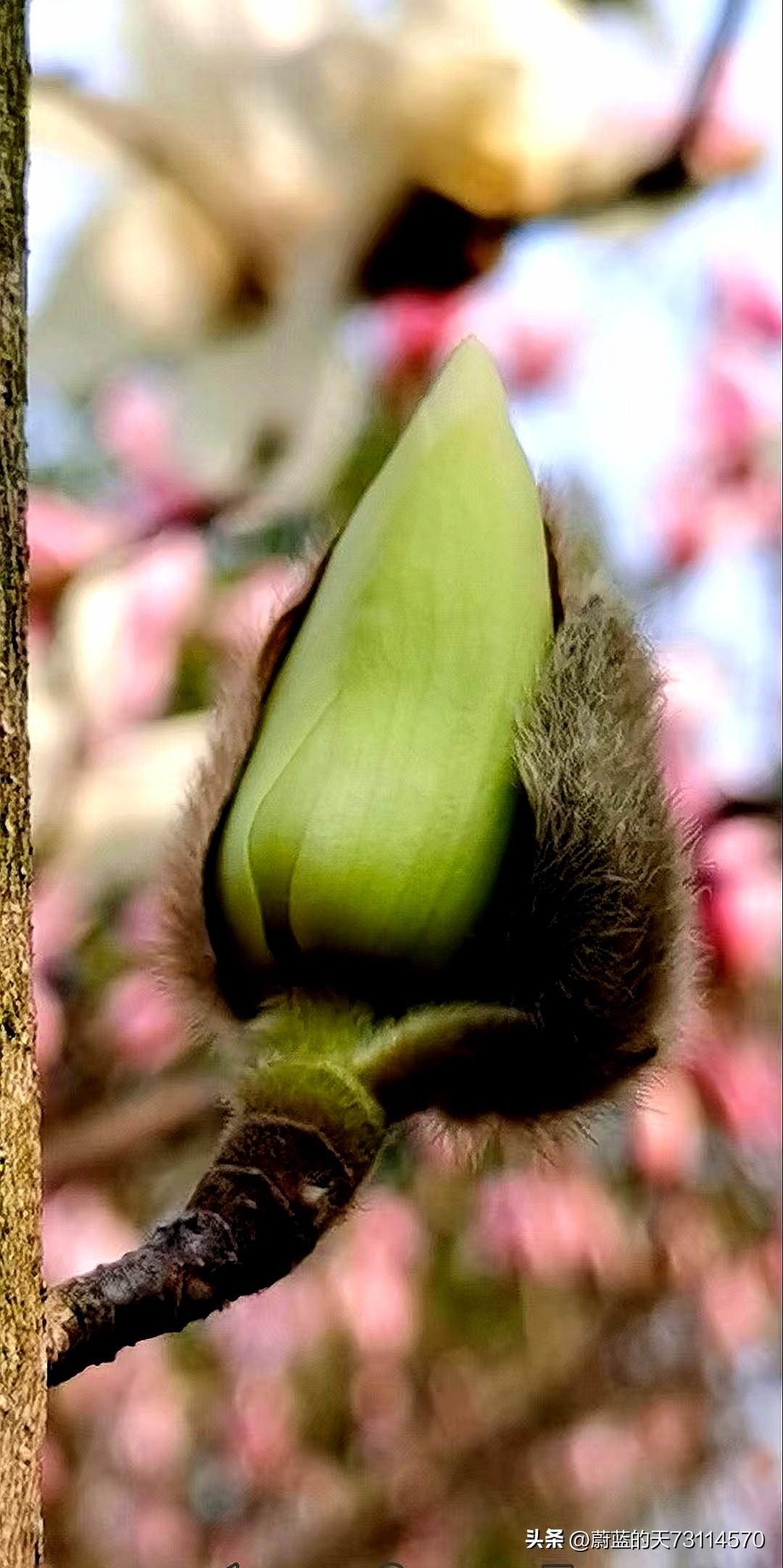 [春有约，花不误，又到一年赏花季]
[玫瑰][玫瑰]见惯了红、紫、粉、白、黄色的