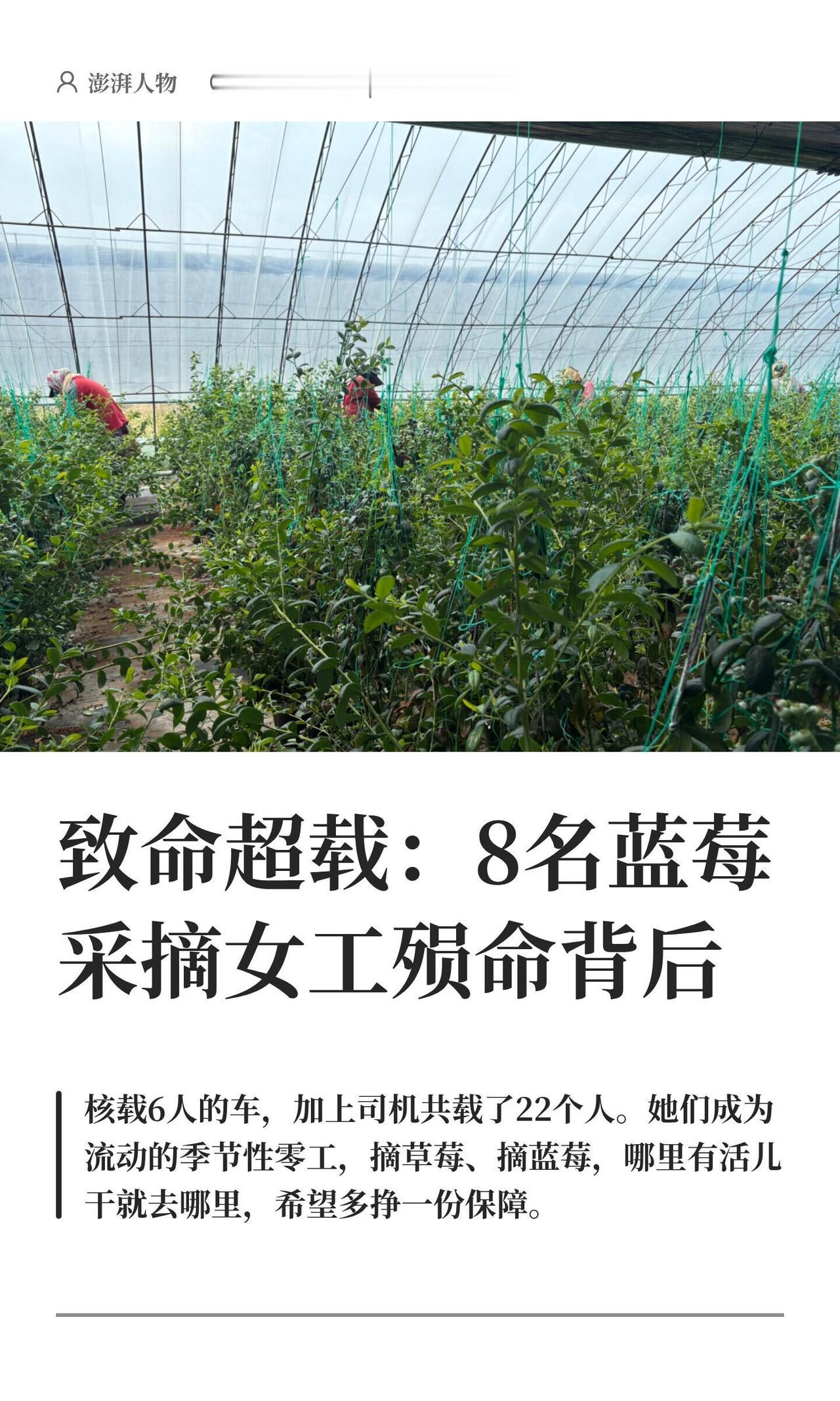 天还没亮透，辽宁东港这边60岁的王盛兰就跟几个老姐妹摸黑爬起来，赶去摘蓝莓赚工钱