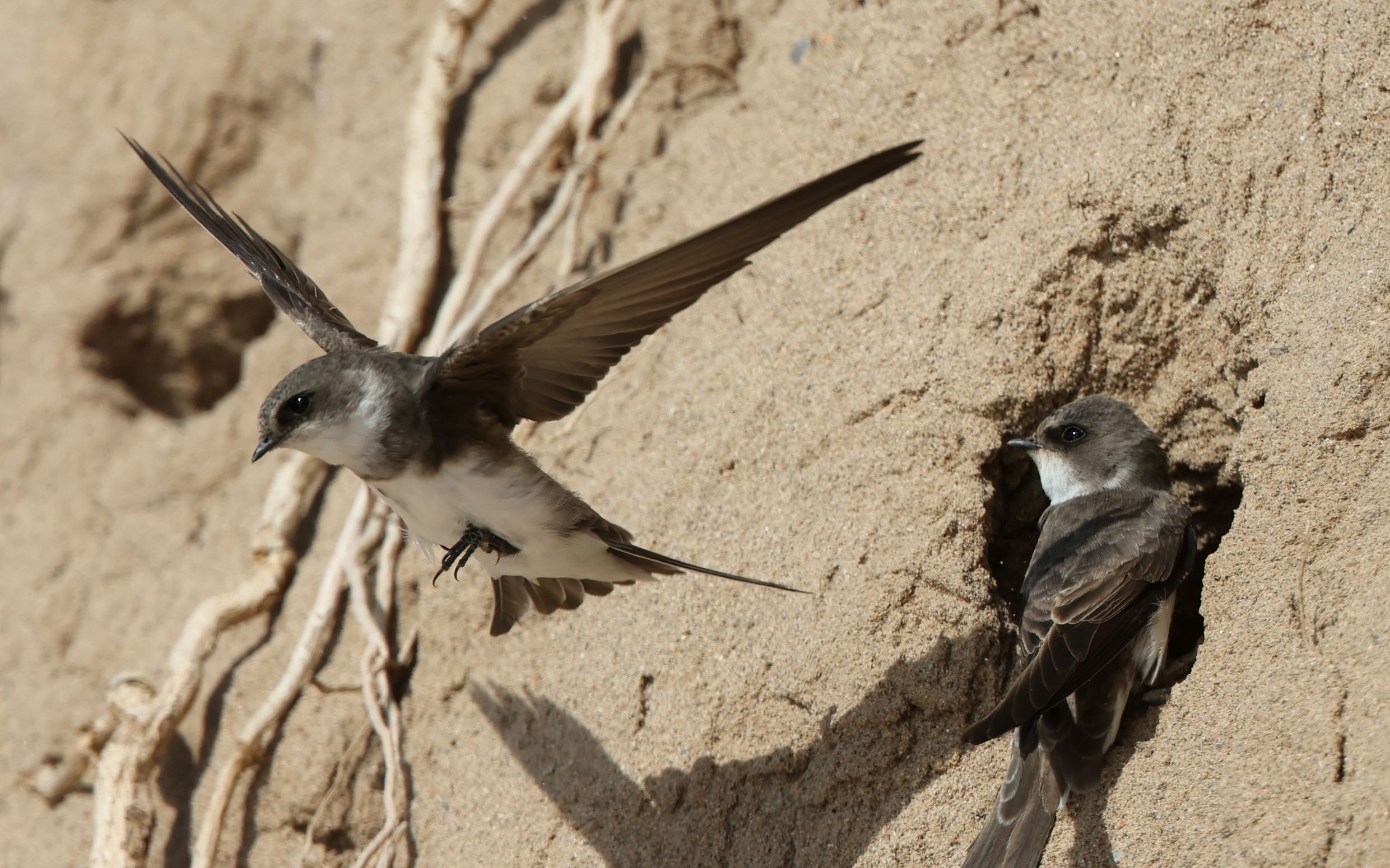 它们回来了，崖沙燕“如约”重返永定河