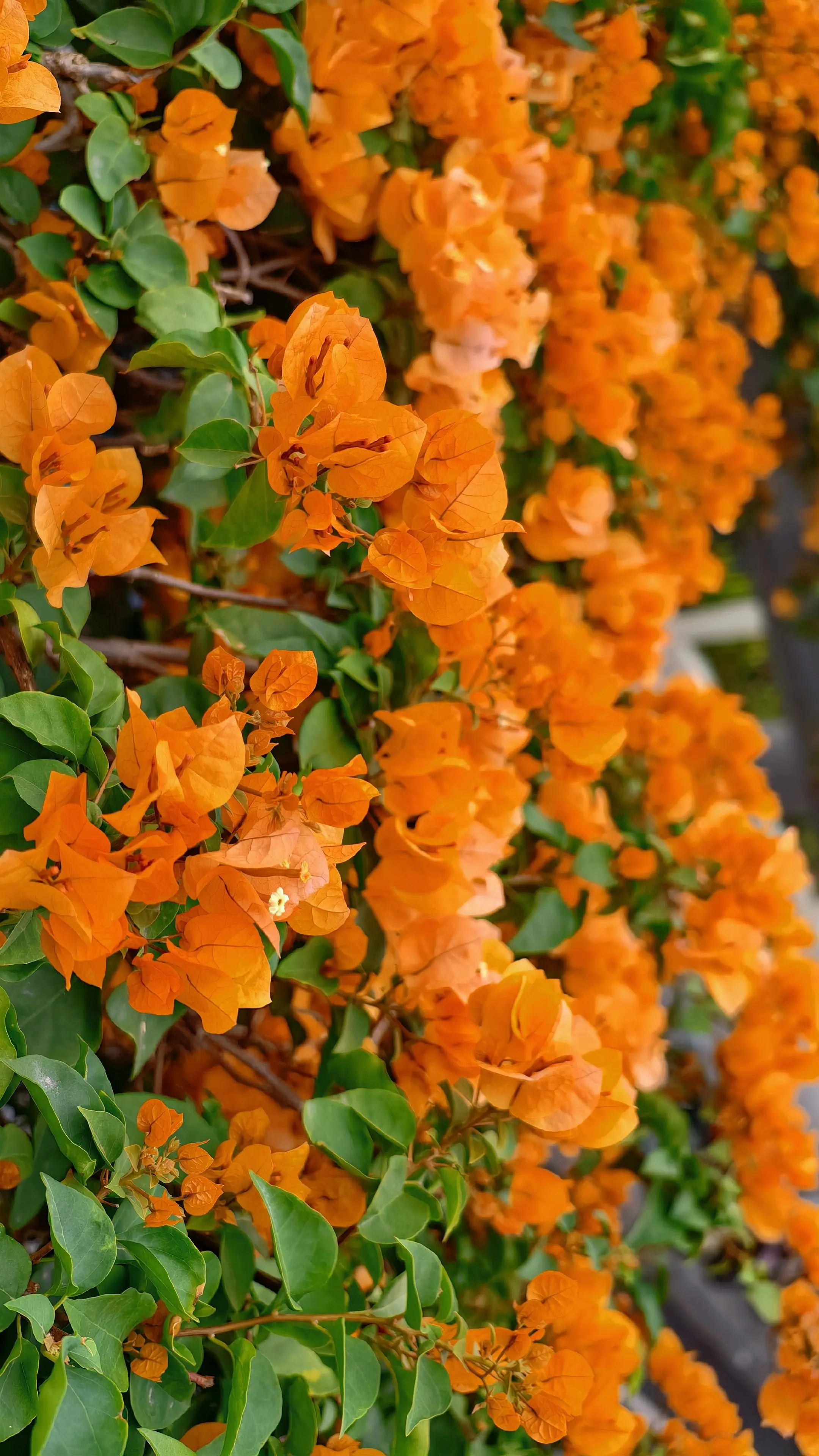 彩虹桥的三角梅。