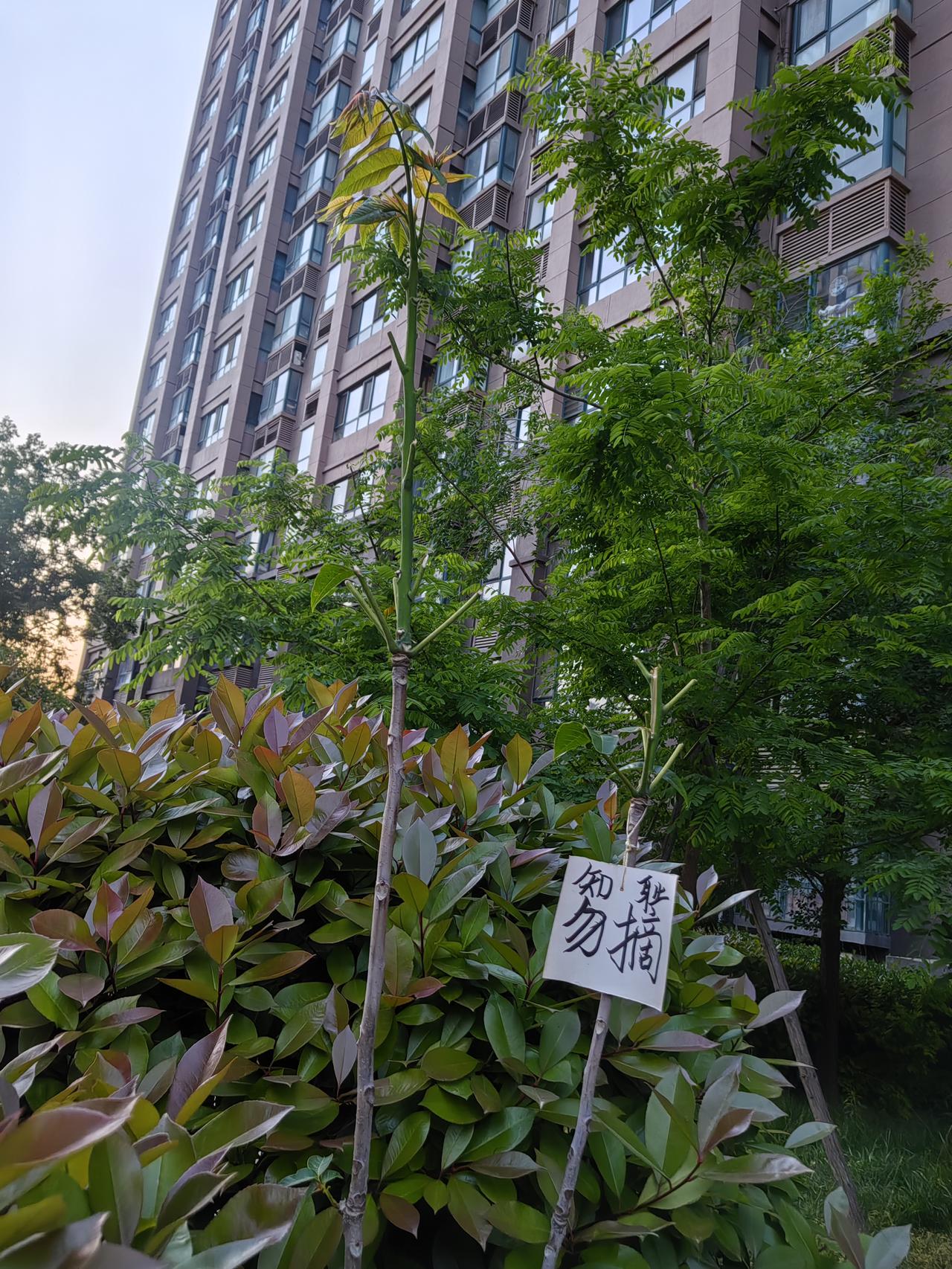 大学教授都“穷”到这份上了吗？没护住一枝香椿
 
一棵香椿树上，挂着「知耻勿摘」