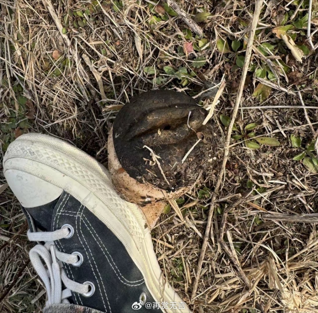 山上捡到了个肉灵芝？黑黑的肯定是野生的，可以拿回去泡茶喝吗？。延年益寿 