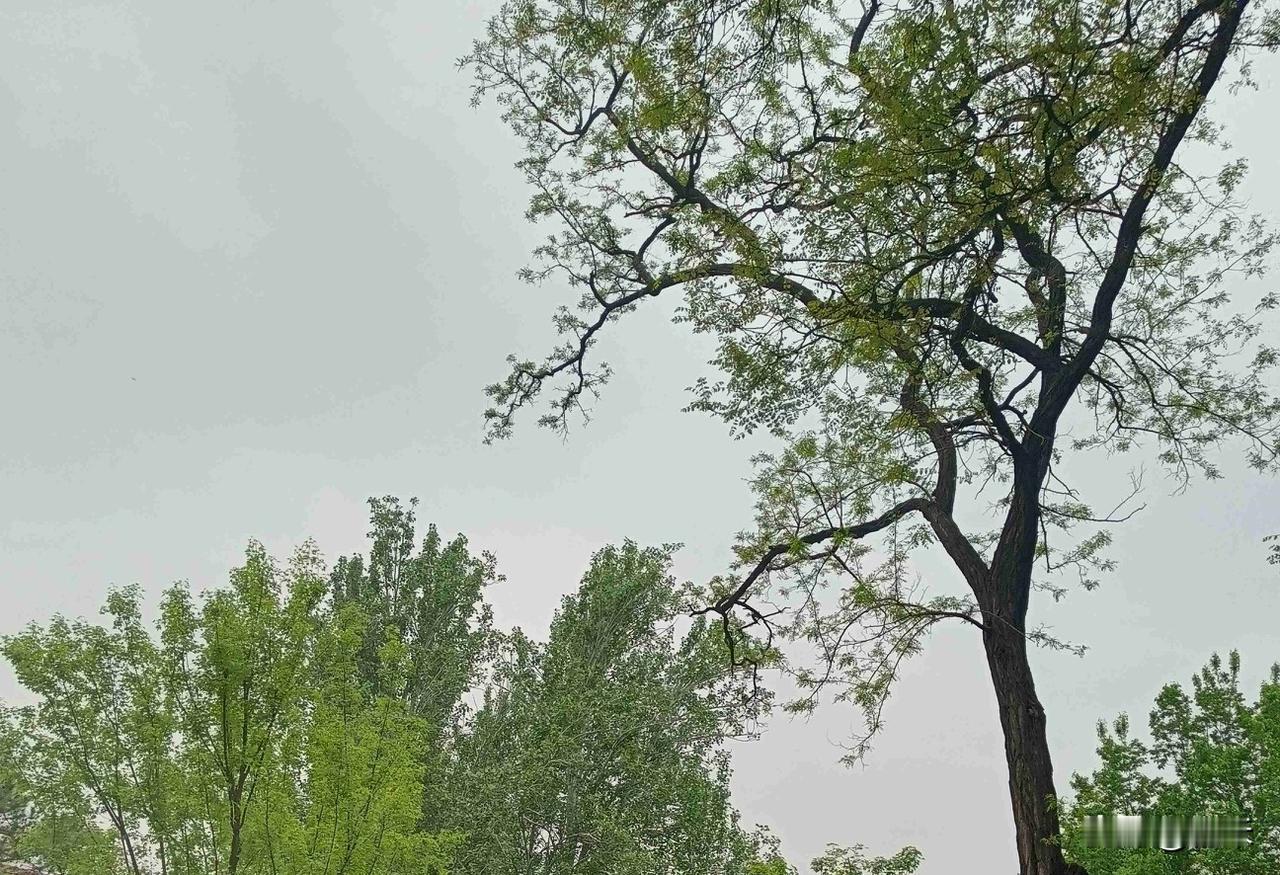 今天是5月2日，星期六，我们这里今天一直都烟天，而且下午还有雨，就是现在外面还在