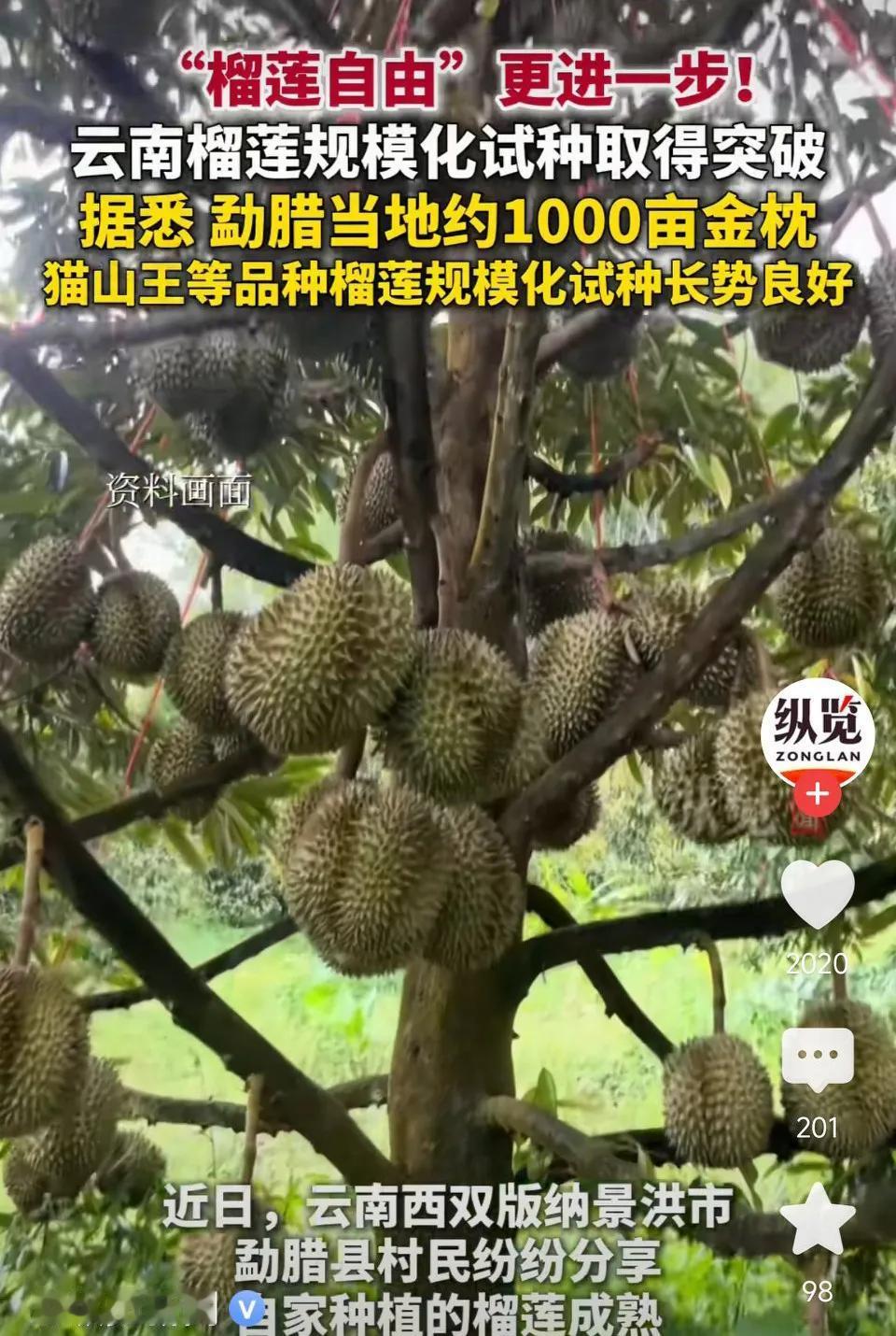 “榴莲自由”更进一步!云南榴莲规模化试种取得突破！勐腊当地约1000亩金枕、猫山