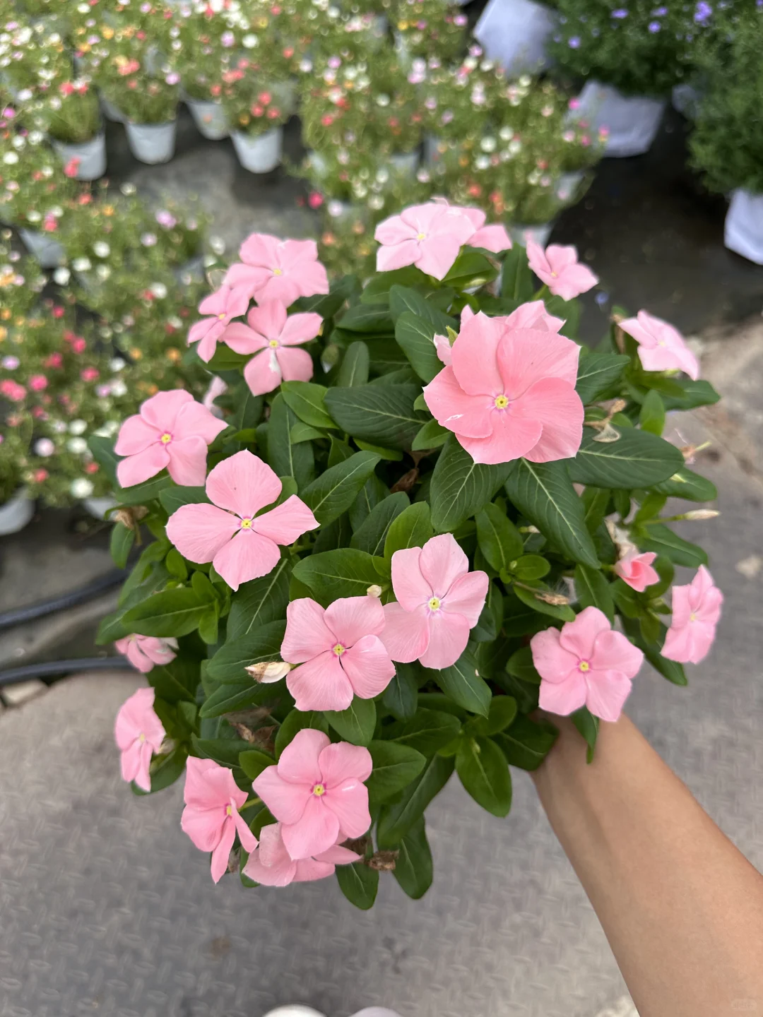 长春花