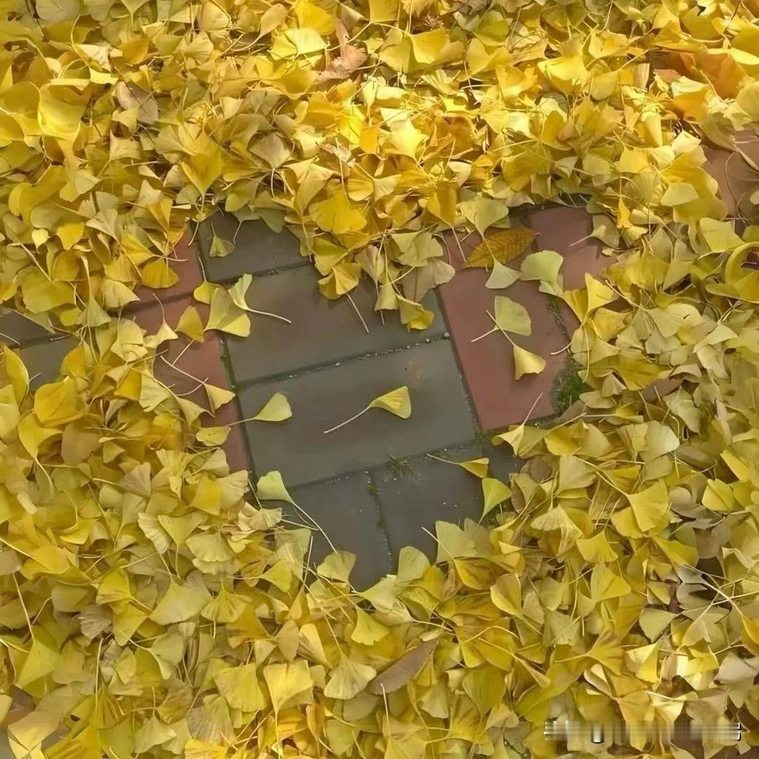 用树叶做心，在这个秋天与大自然有了一次亲密的接触。，生活中并不缺少美，只要我们有