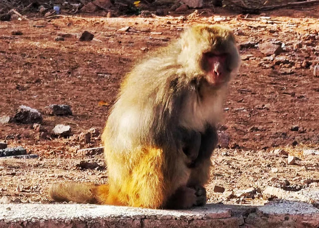 🐒猴子静坐，似在聆听时光的低语。那一刻，它仿佛化身成了思考者，沉浸在岁月的流淌