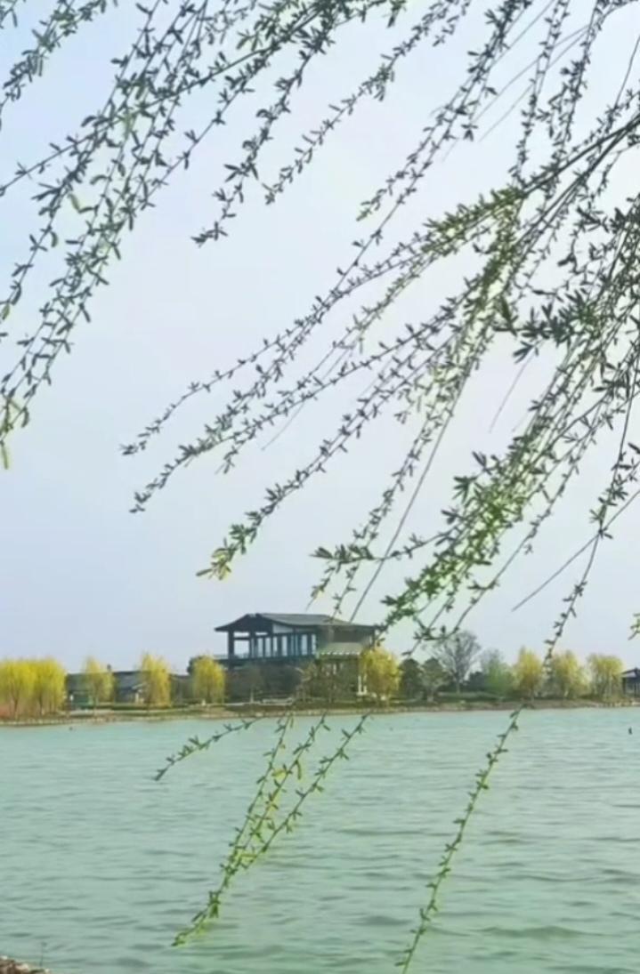 七律  春乡


东风拂柳野啼莺，
渡口桃红河水明。
一抹朝霞舟去远，
千枝粉杏