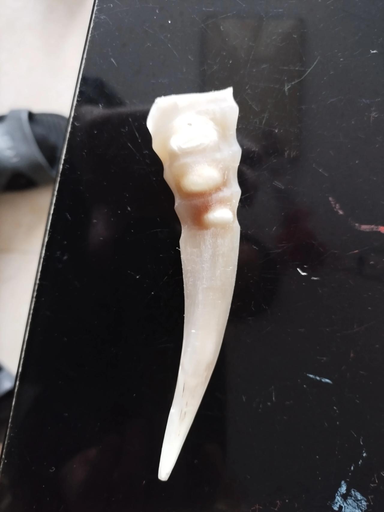 药店买的羚羊角，是不是真的。