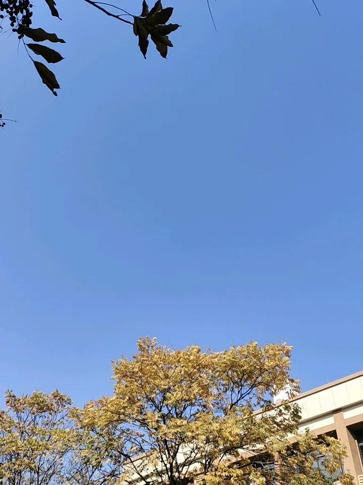 晒图笔记大赛天那么蓝，那么高，金黄的树叶随风摇曳！童年的纸灰机，会不会在此刻飞到