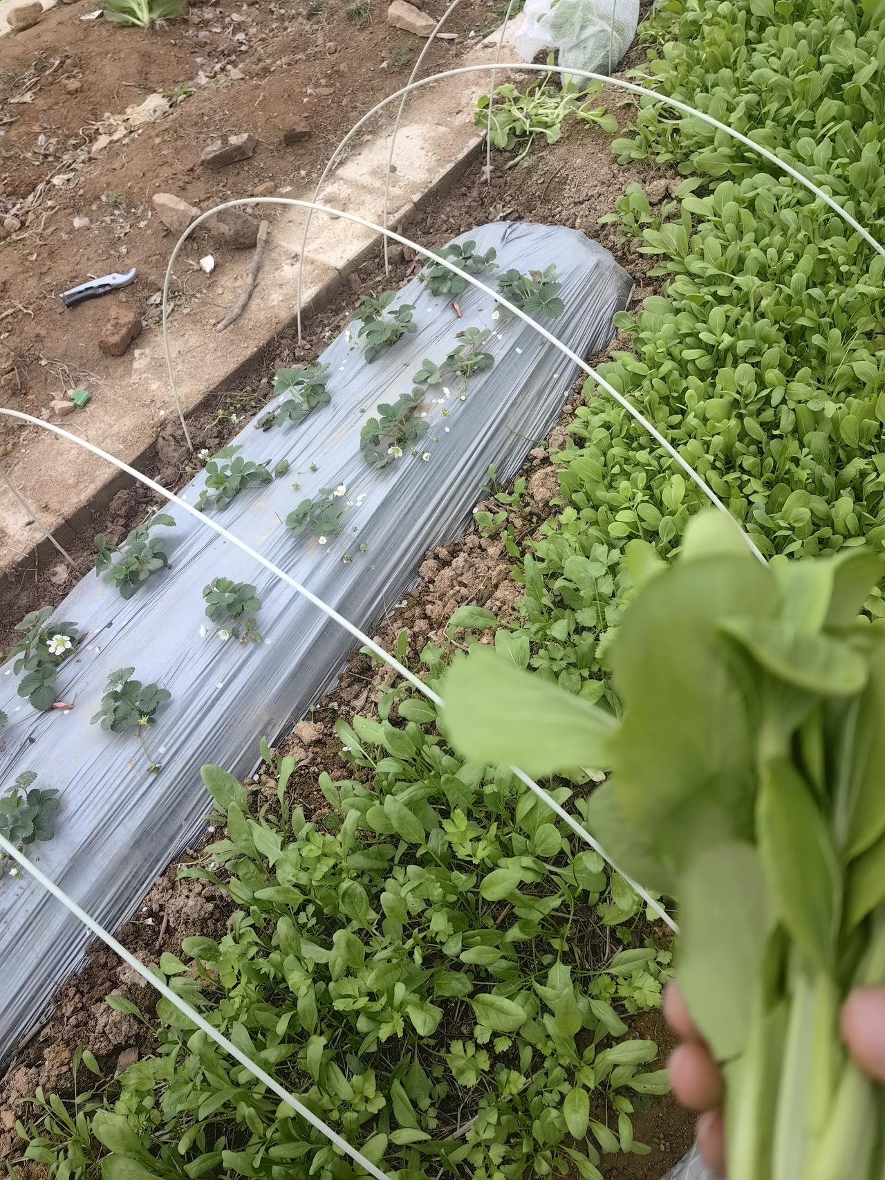 美国打伊朗终极目的，还是为了搞东大
的确如此，
东大经济日益繁荣，
美国掌控不了