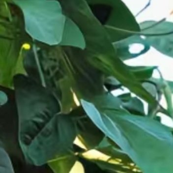 种植 💚微公益 豆角的种植方法简述如下：一、选地与整地：选择土层深厚、肥沃疏松