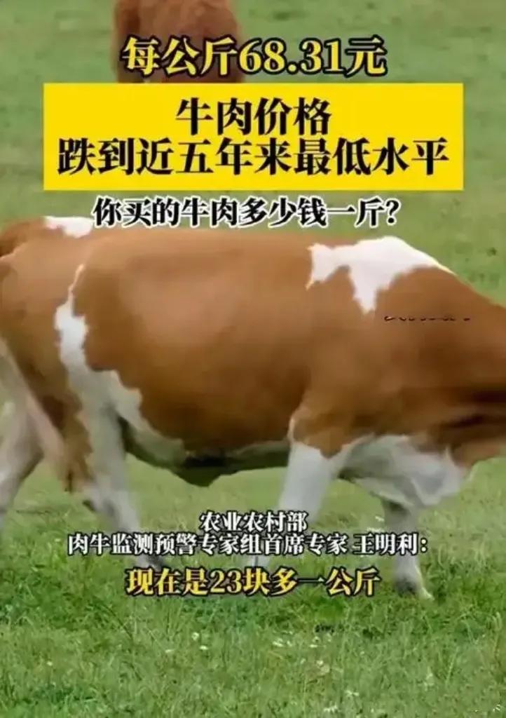 国内牛肉价格已连续下跌12个月，创下五年来的历史新低。据农业农村部监测，2024