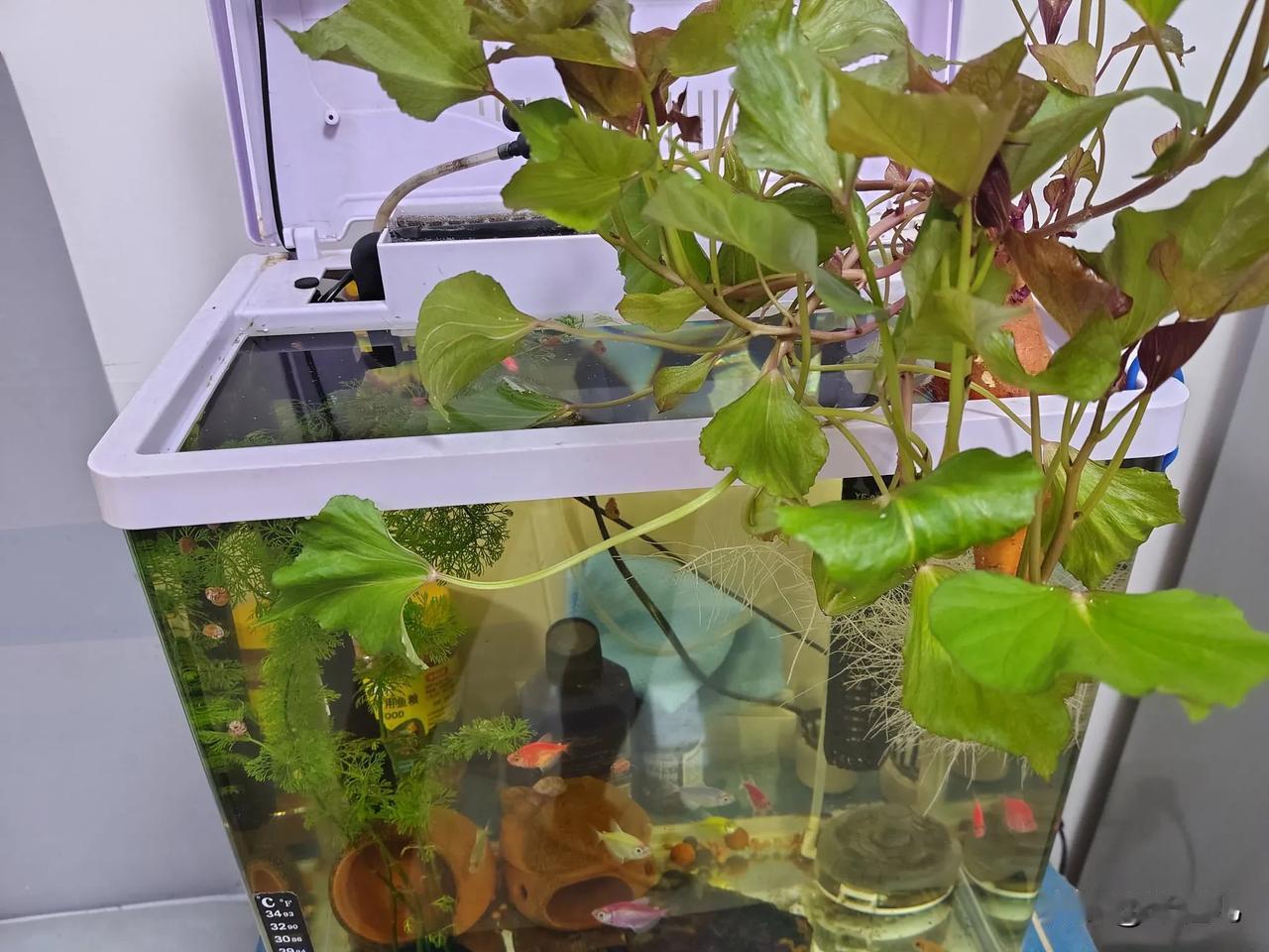 昨天七夕
我却害怕过七夕的
因为我知道，每次我都不会收到任何礼物

关键是，我不