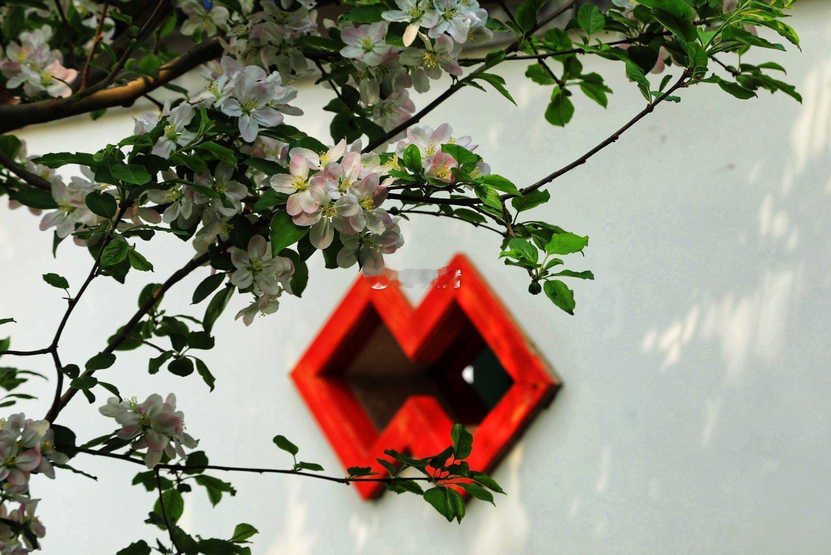 通州城市绿心城市森林公园樱花庭院摄影 ​​​