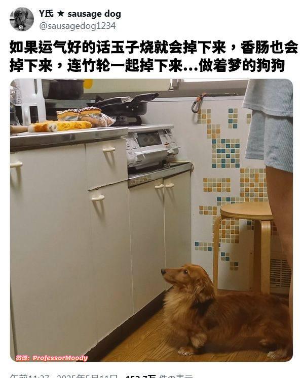 守厨待蛋meme ​​​