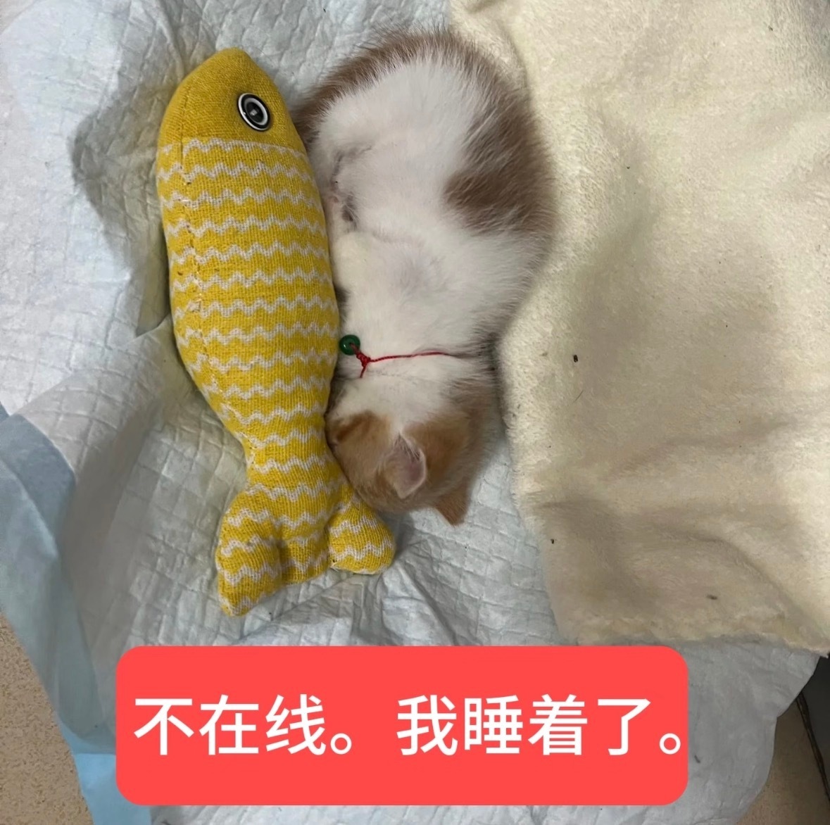 晚安💤 