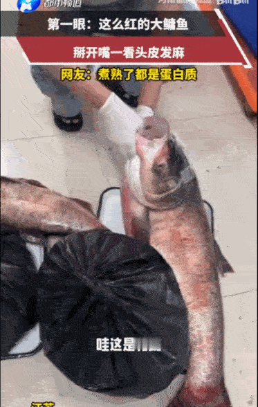 “这么红的大鳙鱼见过吗？”据媒体5月17日报道，一位钓友钓上来一条通体血红的大鳙