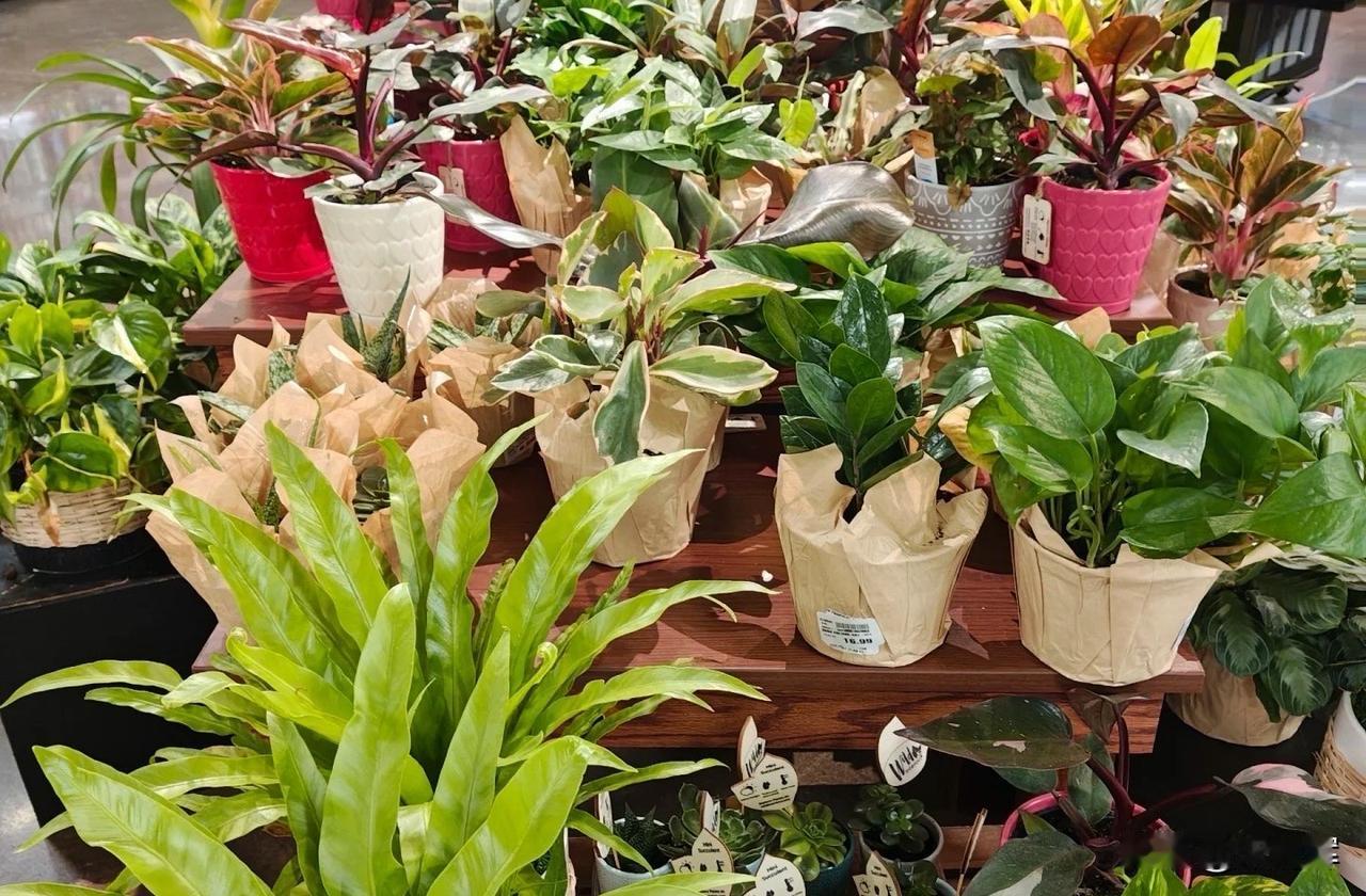 现在还提倡过情人节吗？情人节的习俗有：唱情歌、送鲜花、巧克力、贺卡等。