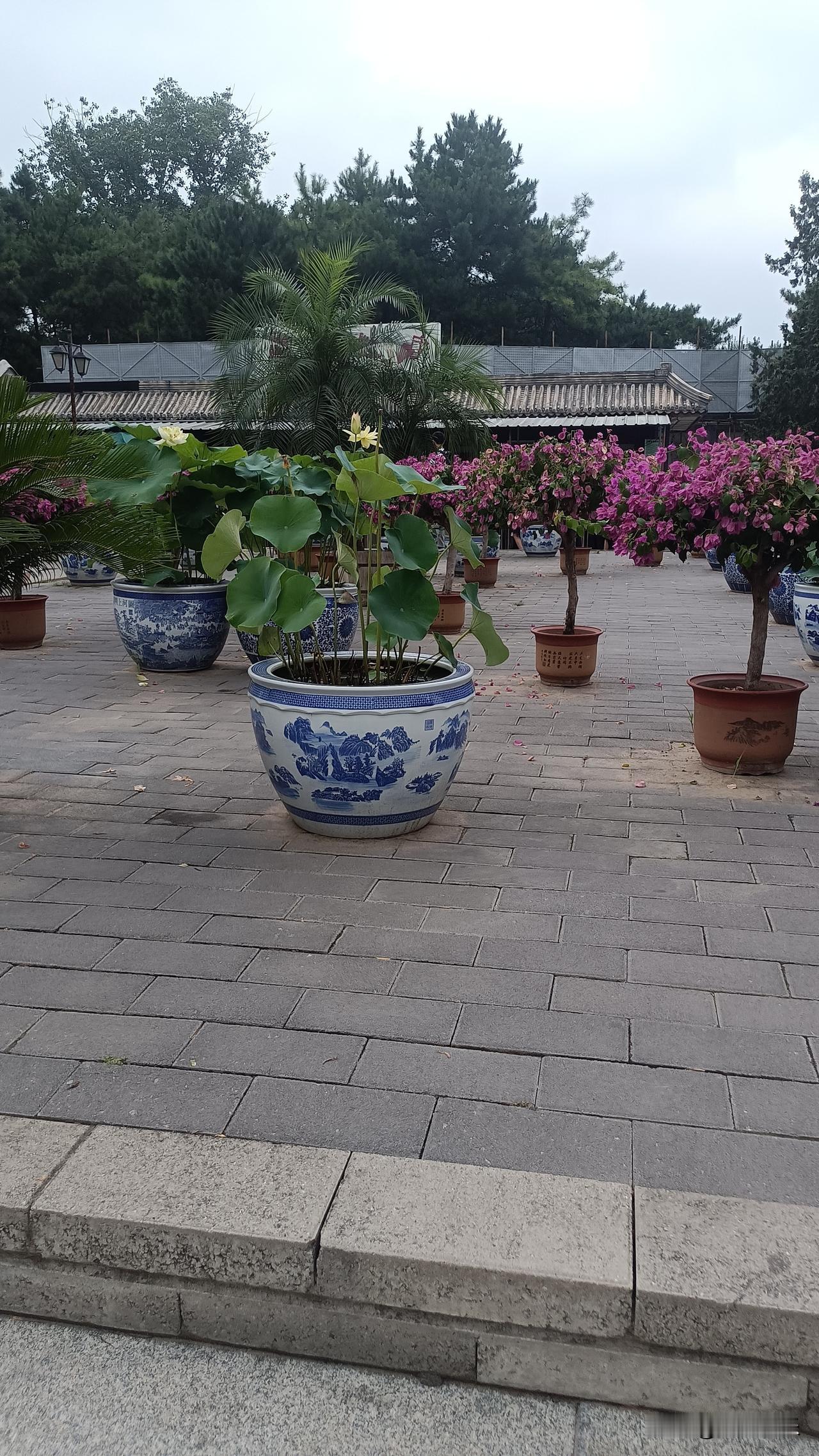 今天闲逛的时候撞见这一处景致，看着格外舒心。青花大缸里面栽种着荷花，圆圆的荷叶舒