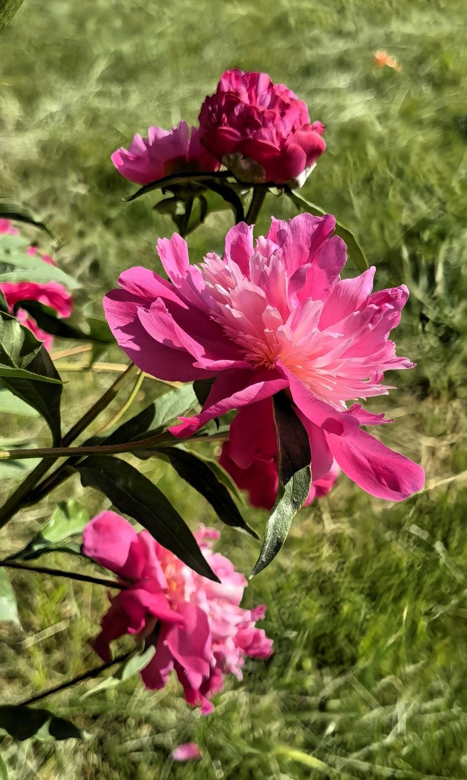 分享几张随手拍的花阳光下的芍药花。芍葯 红芍牡丹