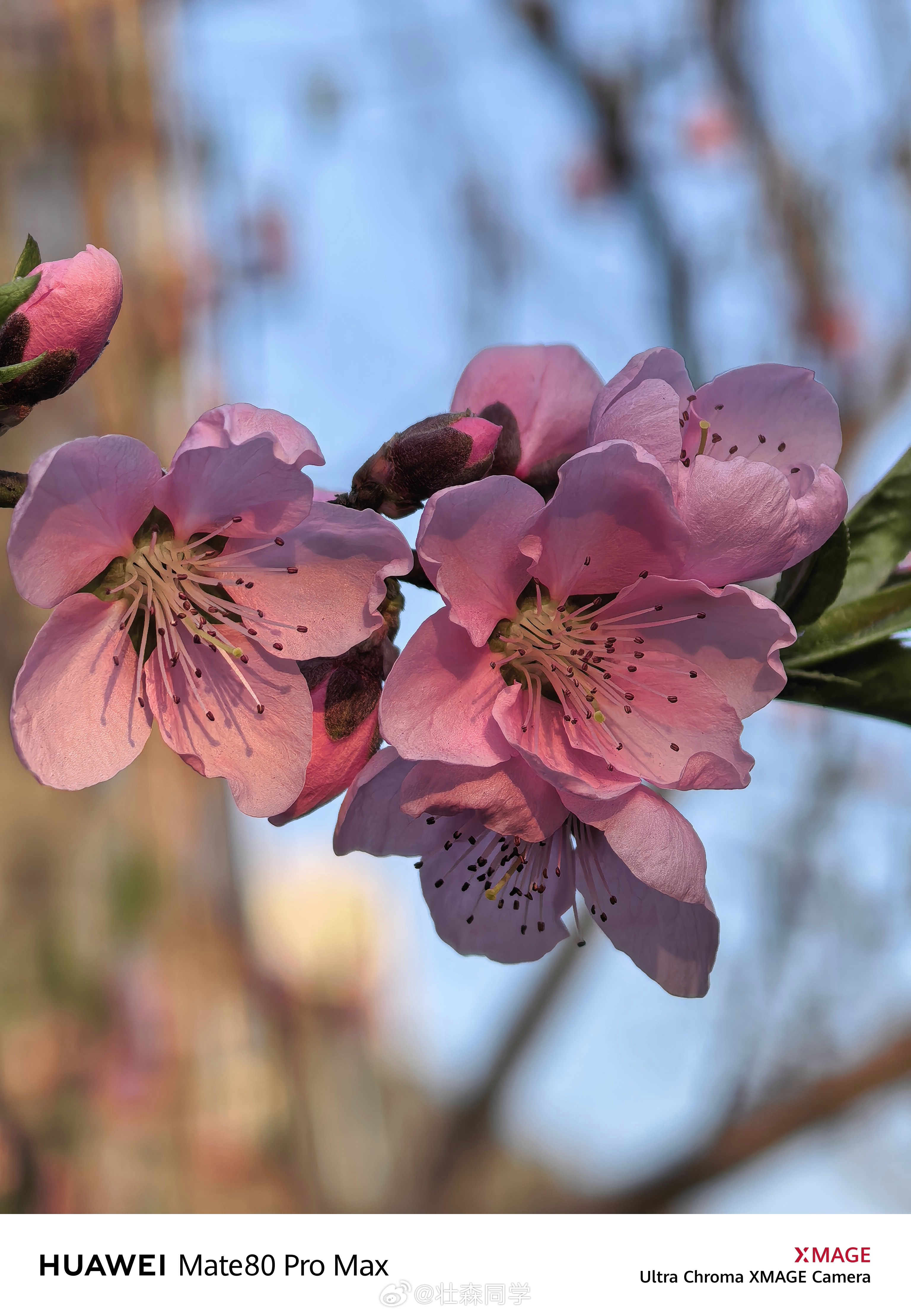 家门口的樱花桃花都开花啦！📷Shot by: 华为Mate 80 Pro Ma