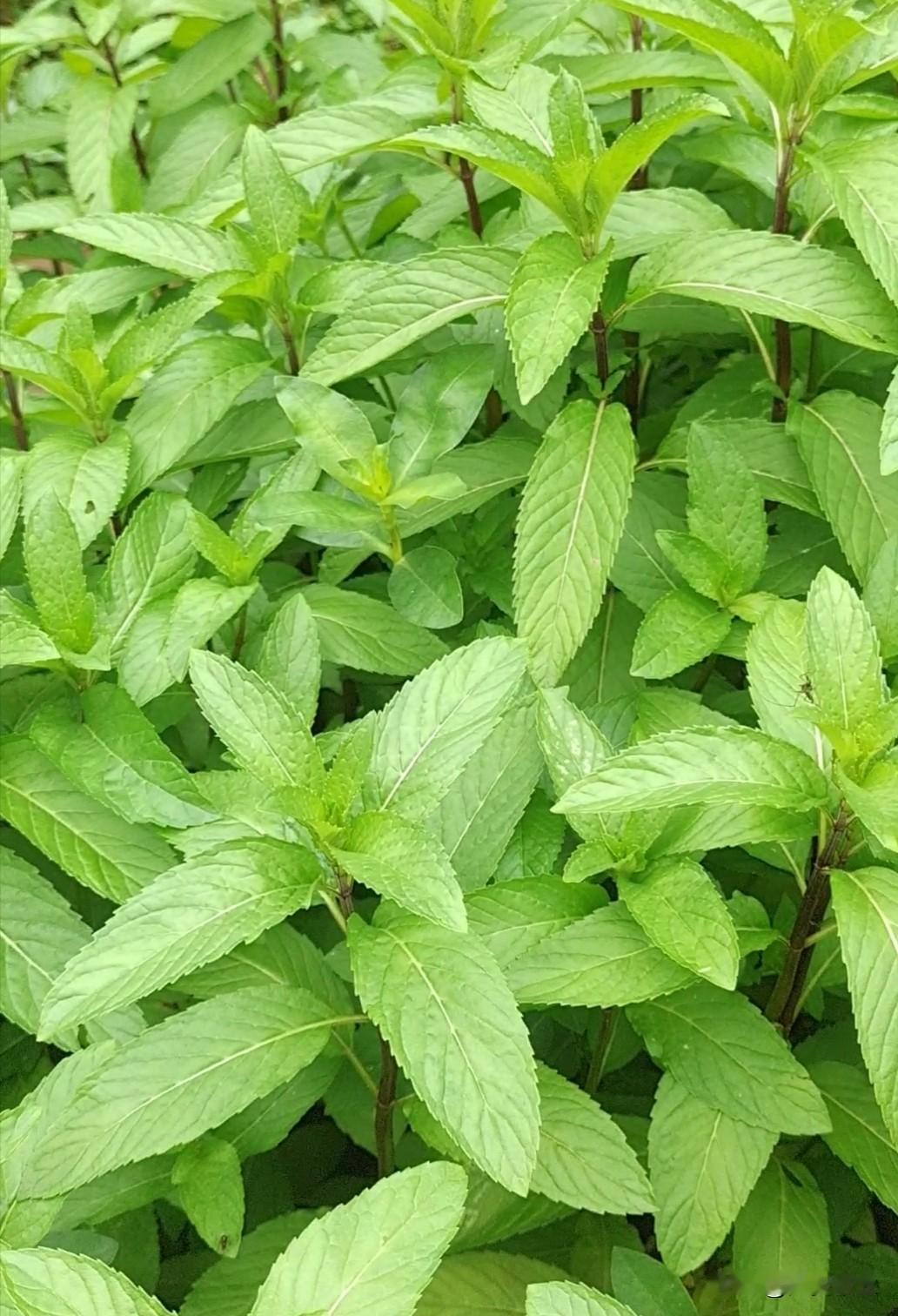 哇……哇，一个小家伙又降生了，他出生在外婆家的后阳沟，这年是1978年的农历五月