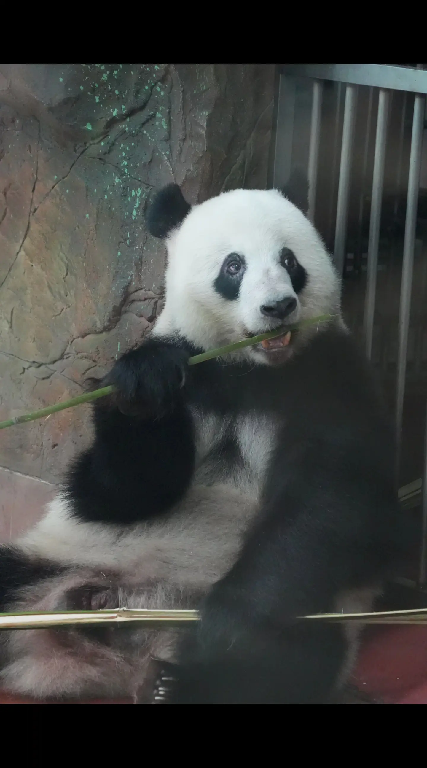 星一：等我数下有几个黑粉？咦！全部都系！