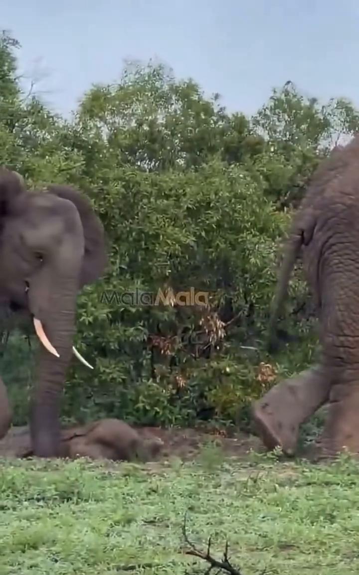 hitting the things with the tail，look ho