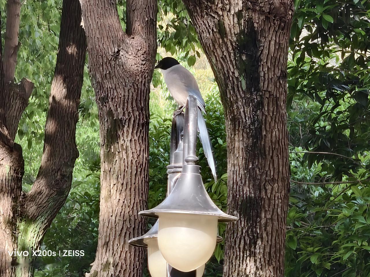 分享你拍到的鸟类阳光下、路灯上、两树缝隙中的灰喜鹊。