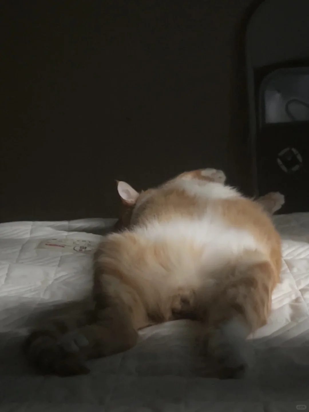 宝宝你是一个黄油小面包